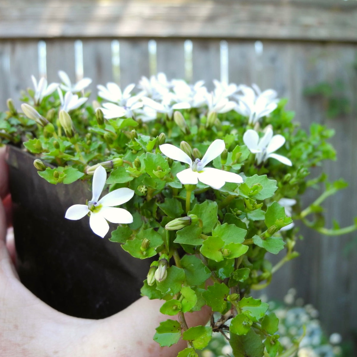 White Star Creeper - Pratia angulata