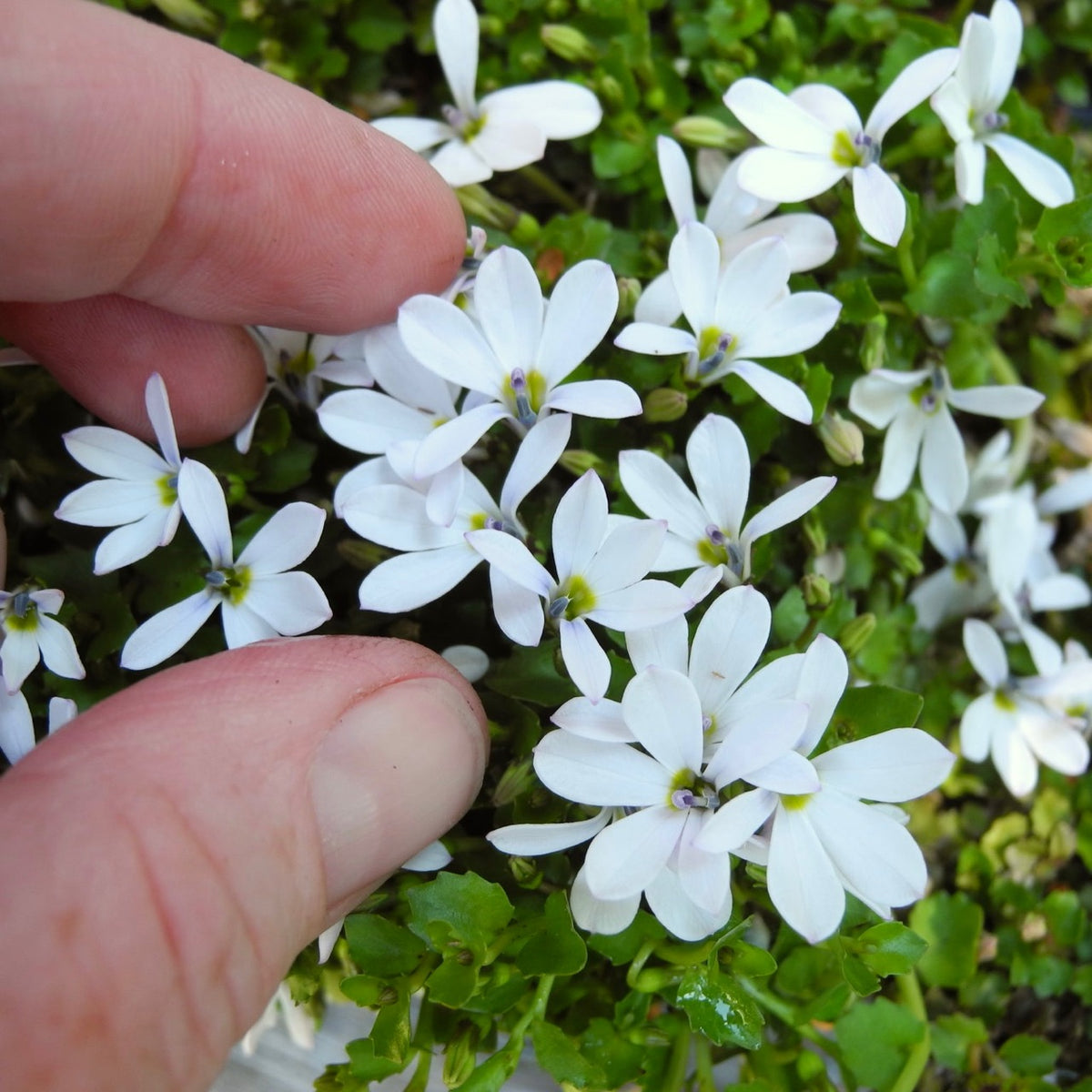 White Star Creeper - Pratia angulata