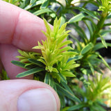 Dwarf Gold English Yew - Taxus baccata 'Goldener Zwerg'