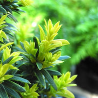 Silver Spire Dwarf English Yew - Taxus baccata 'Silver Spire'