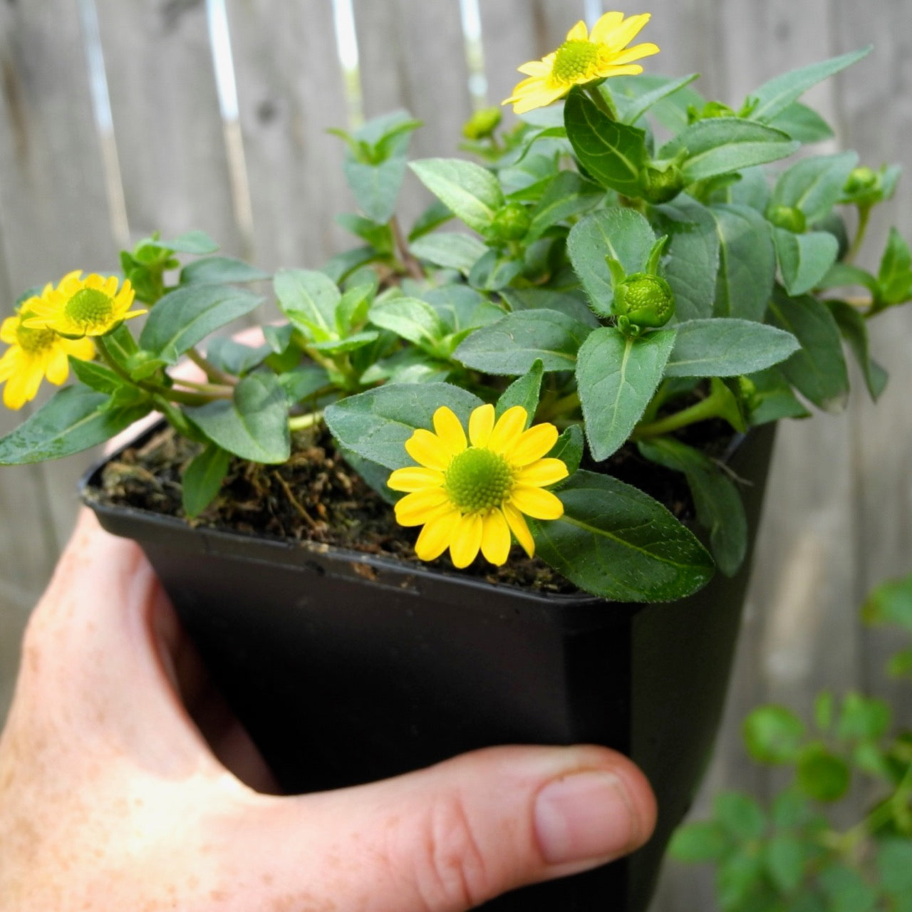 Miniature Zinnia - Sanvitalia procumbens