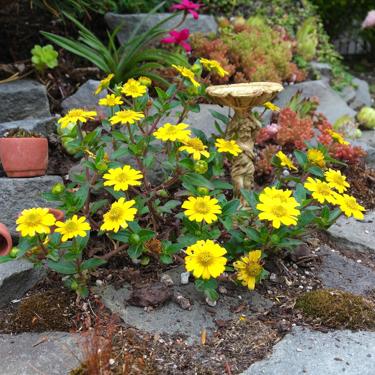 Miniature Zinnia - Sanvitalia procumbens
