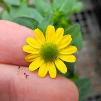 Miniature Zinnia - Sanvitalia procumbens