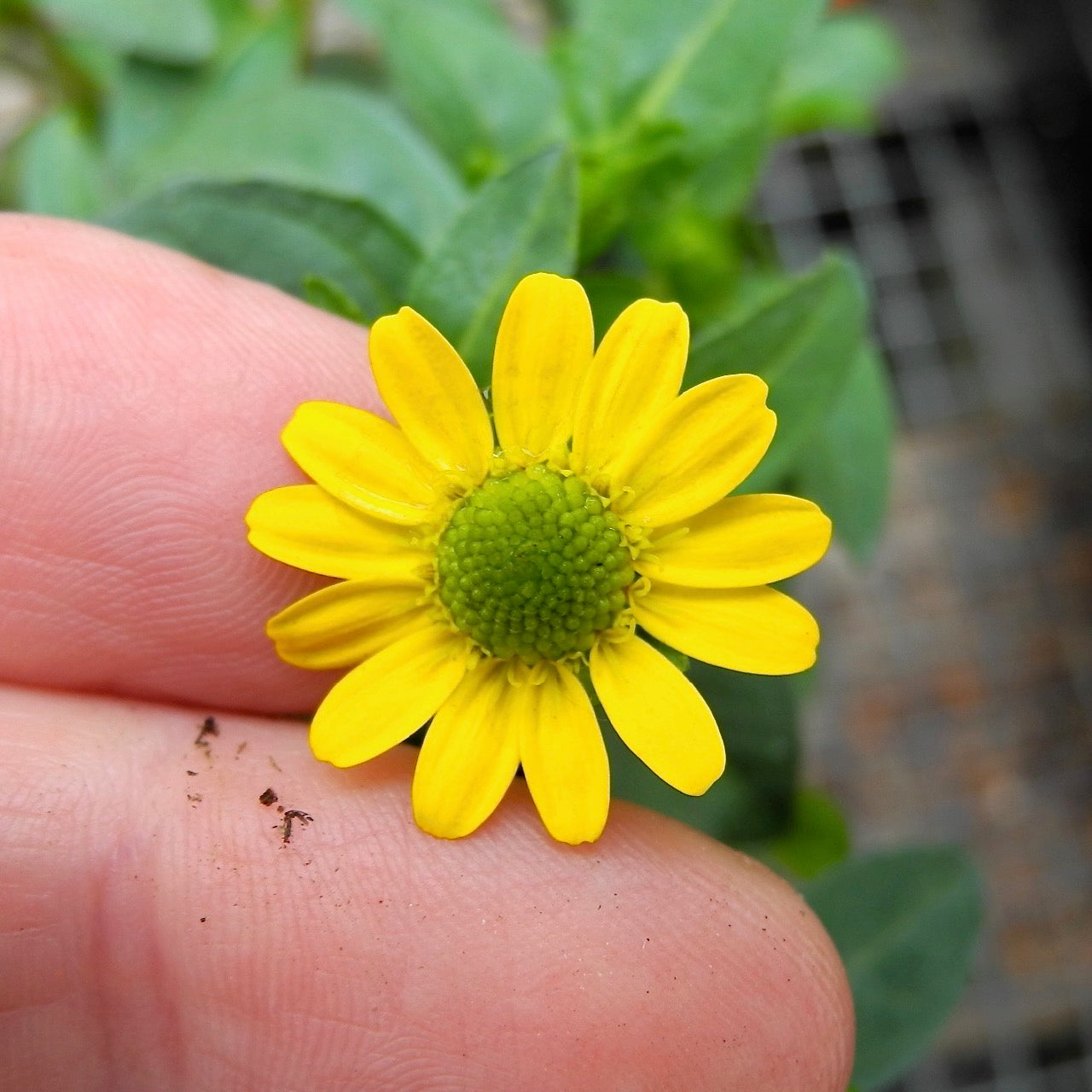 Miniature Zinnia - Sanvitalia procumbens