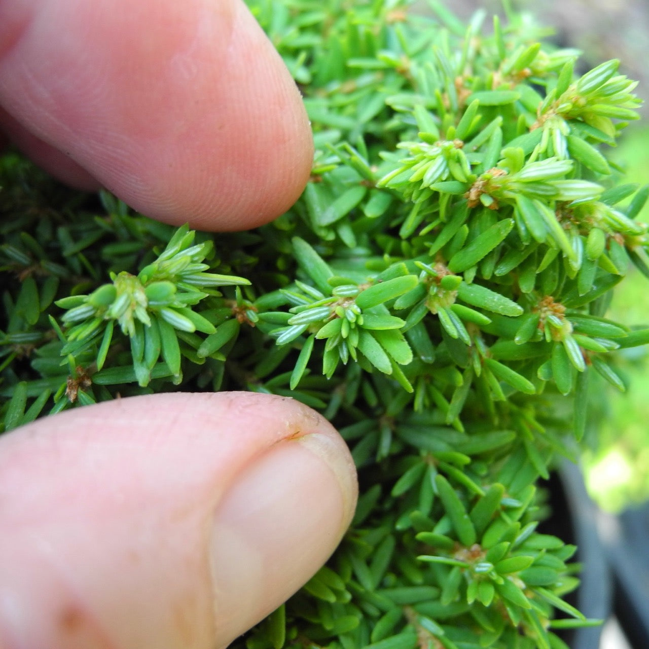 Abbott's Pygmy Canada Hemlock - Tsuga canadensis 'Abbott's Pygmy'