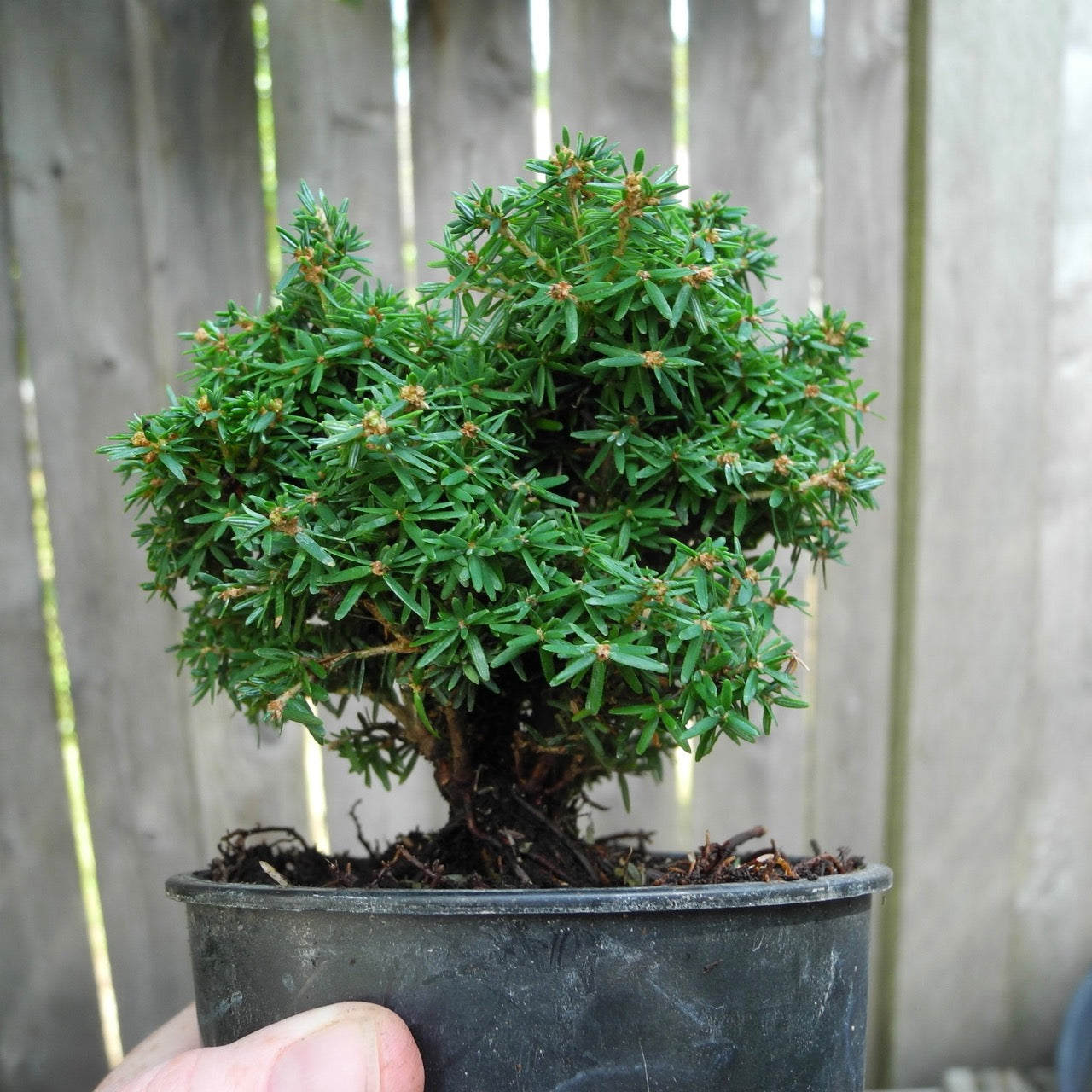 Abbott's Pygmy Canada Hemlock - Tsuga canadensis 'Abbott's Pygmy'