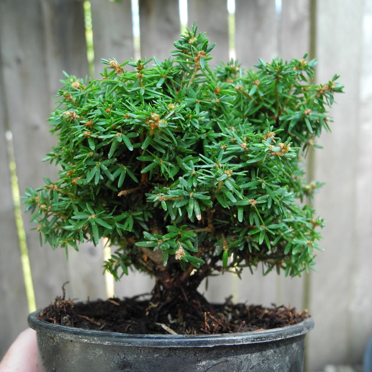 Abbott's Pygmy Canada Hemlock - Tsuga canadensis 'Abbott's Pygmy'