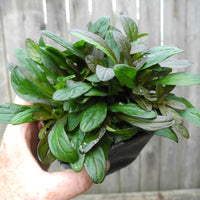 Chocolate Chip Bugleweed - Ajuga x tenorii 'Chocolate Chip'
