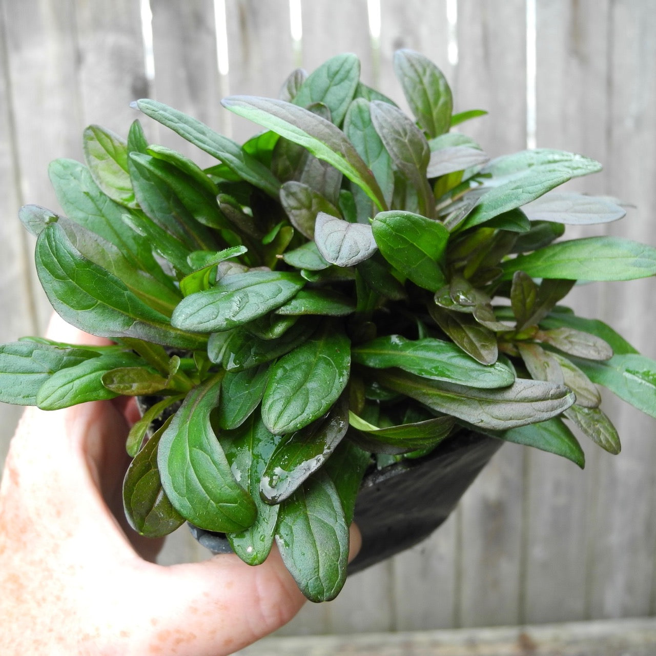 Chocolate Chip Bugleweed - Ajuga x tenorii 'Chocolate Chip'