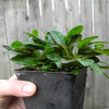 Chocolate Chip Bugleweed - Ajuga x tenorii 'Chocolate Chip'