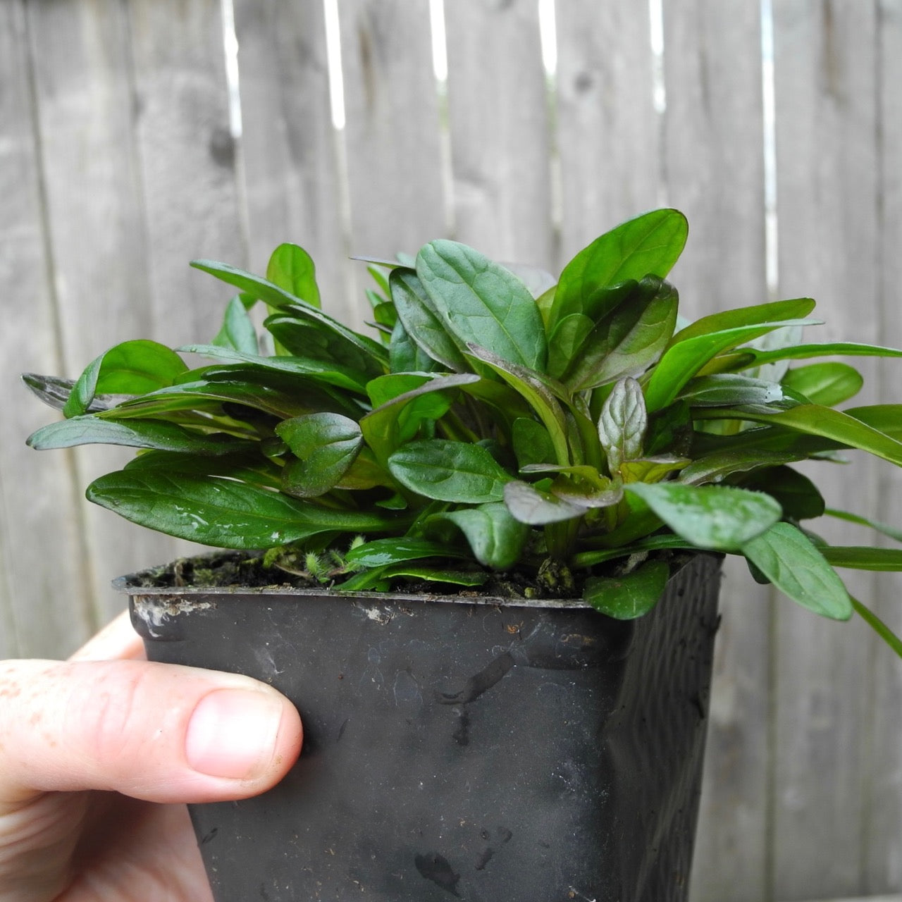 Chocolate Chip Bugleweed - Ajuga x tenorii 'Chocolate Chip'