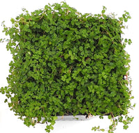 Baby Tears - Angel Tears - Soleirolia soleirolii