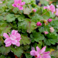 Flore Pleno Cranesbill - Erodium Flore Pleno