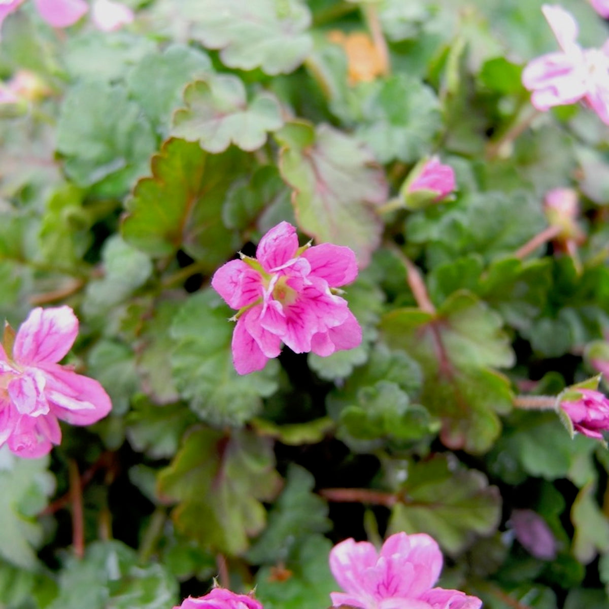 Flore Pleno Cranesbill - Erodium Flore Pleno