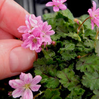 Flore Pleno Cranesbill - Erodium Flore Pleno