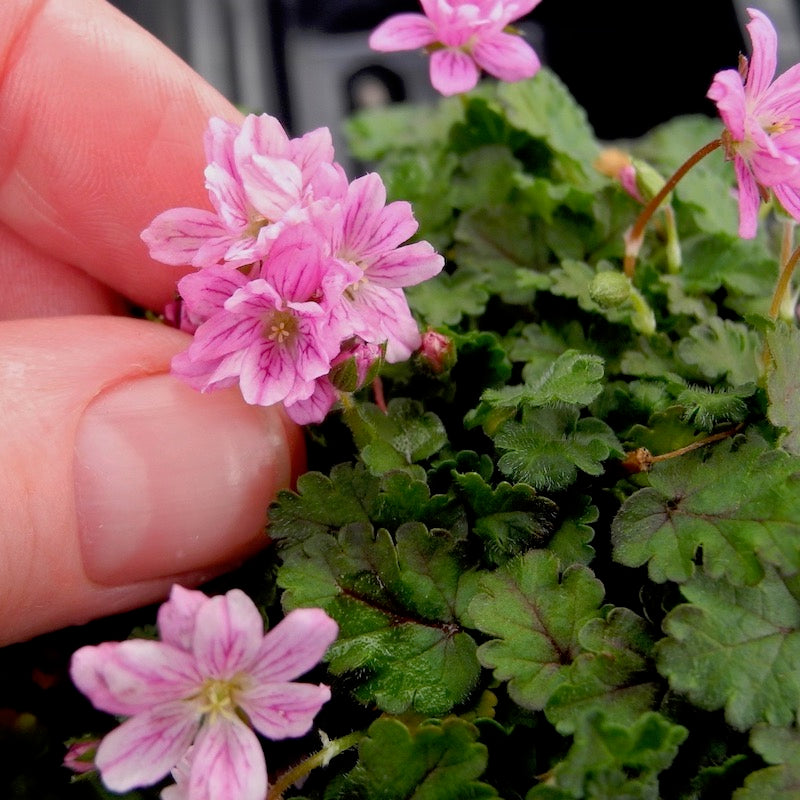 Flore Pleno Cranesbill - Erodium Flore Pleno