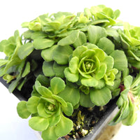 Miniature London Pride - Saxifraga umbrosa var. 'Primuloides'