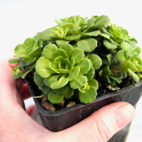 Miniature London Pride - Saxifraga umbrosa var. 'Primuloides'