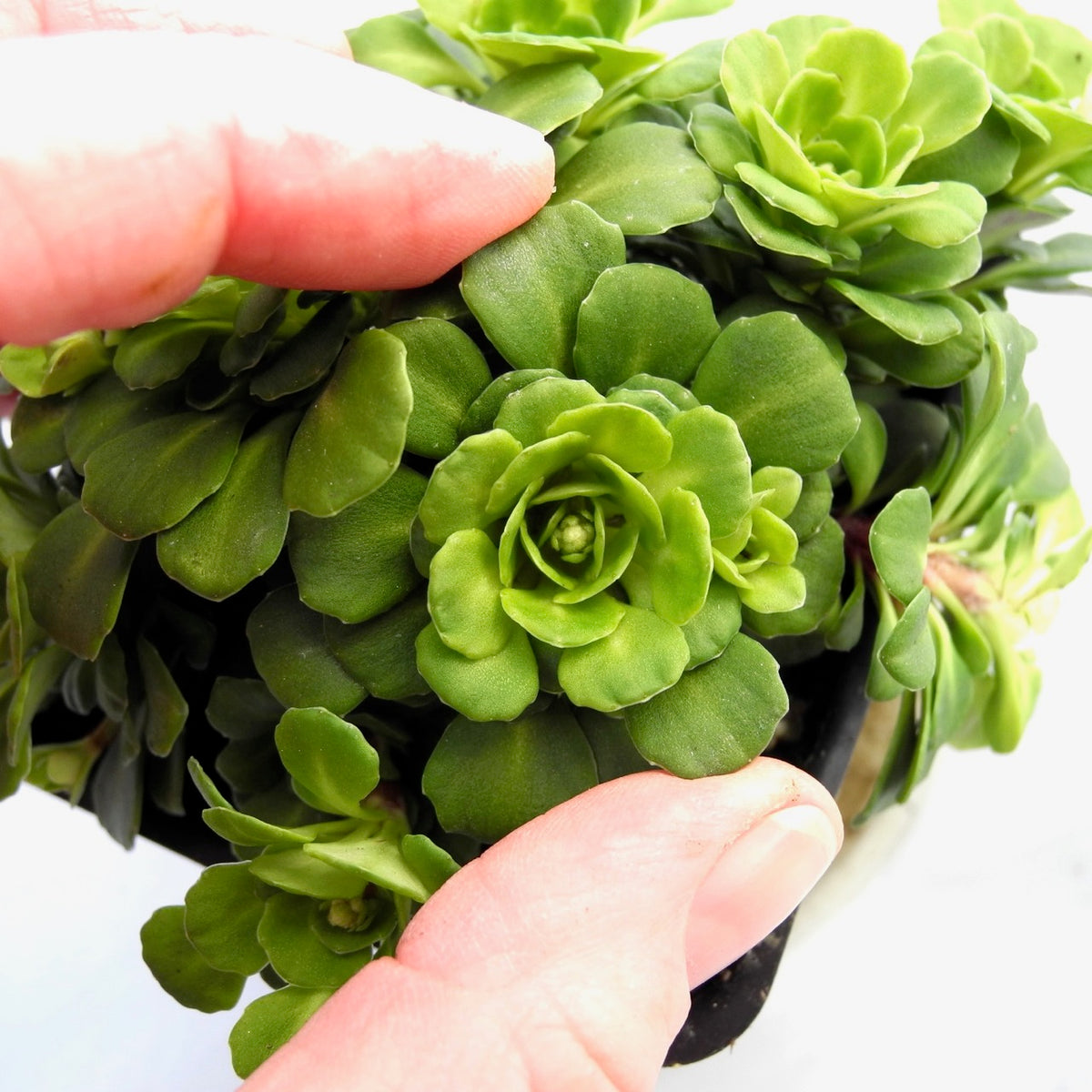 Miniature London Pride - Saxifraga umbrosa var. 'Primuloides'
