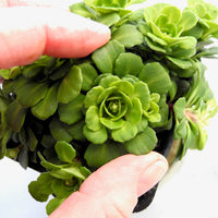 Miniature London Pride - Saxifraga umbrosa var. 'Primuloides'