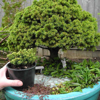 Elf Dwarf Alberta Spruce - Picea glauca 'Elf'