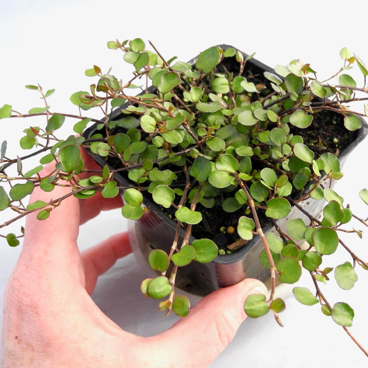 Fairy Vine - Angel Vine - Muehlenbeckia complexa