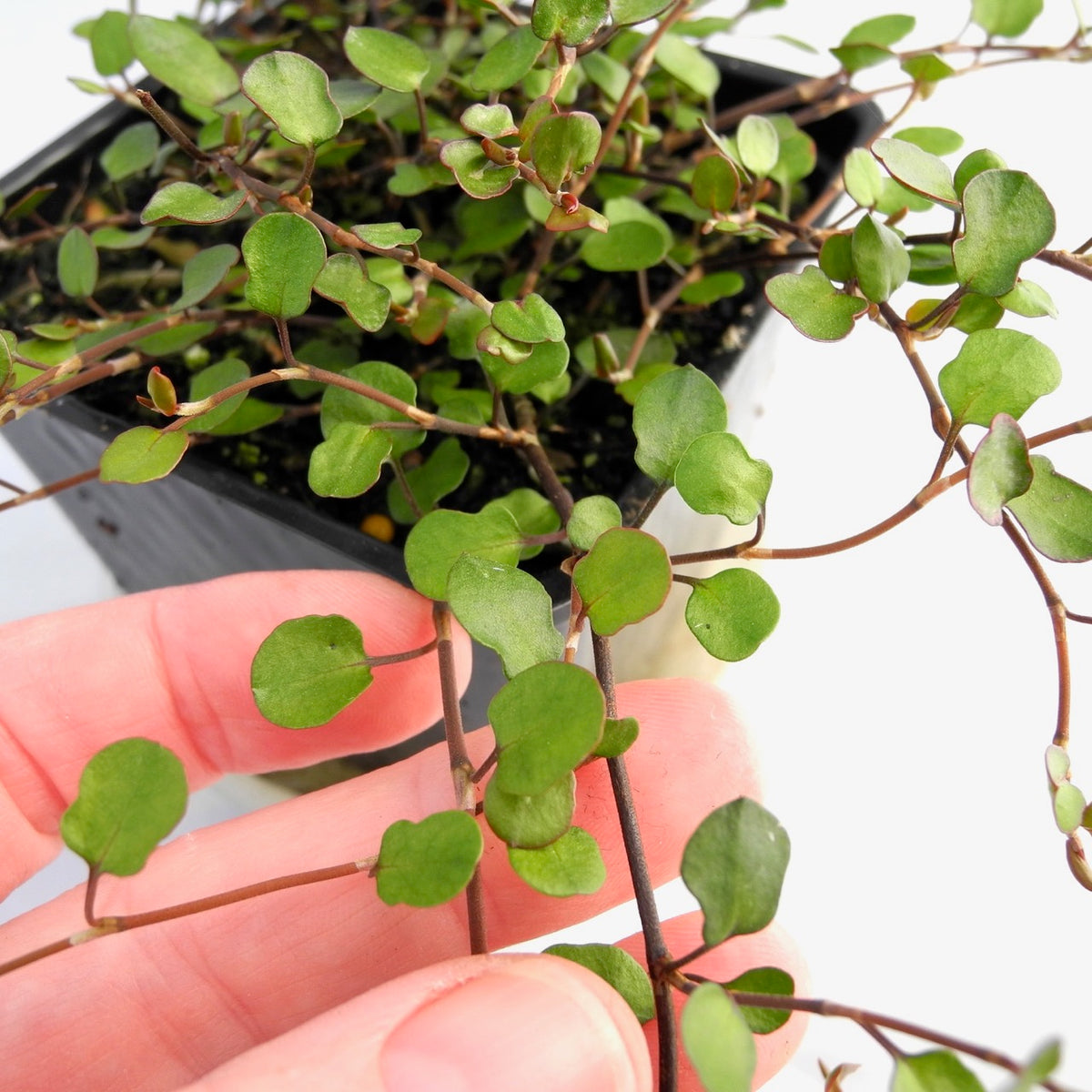 Fairy Vine - Angel Vine - Muehlenbeckia complexa