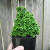 Gemstone Hinoki Cypress - Chamaecyparis obtusa ‘Gemstone'