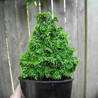 Gemstone Hinoki Cypress - Chamaecyparis obtusa ‘Gemstone'
