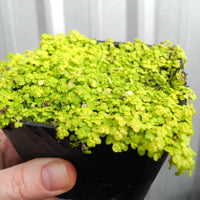 Golden Baby Tears - Angel Tears - Soleirolia soleirolii 'Aurea'
