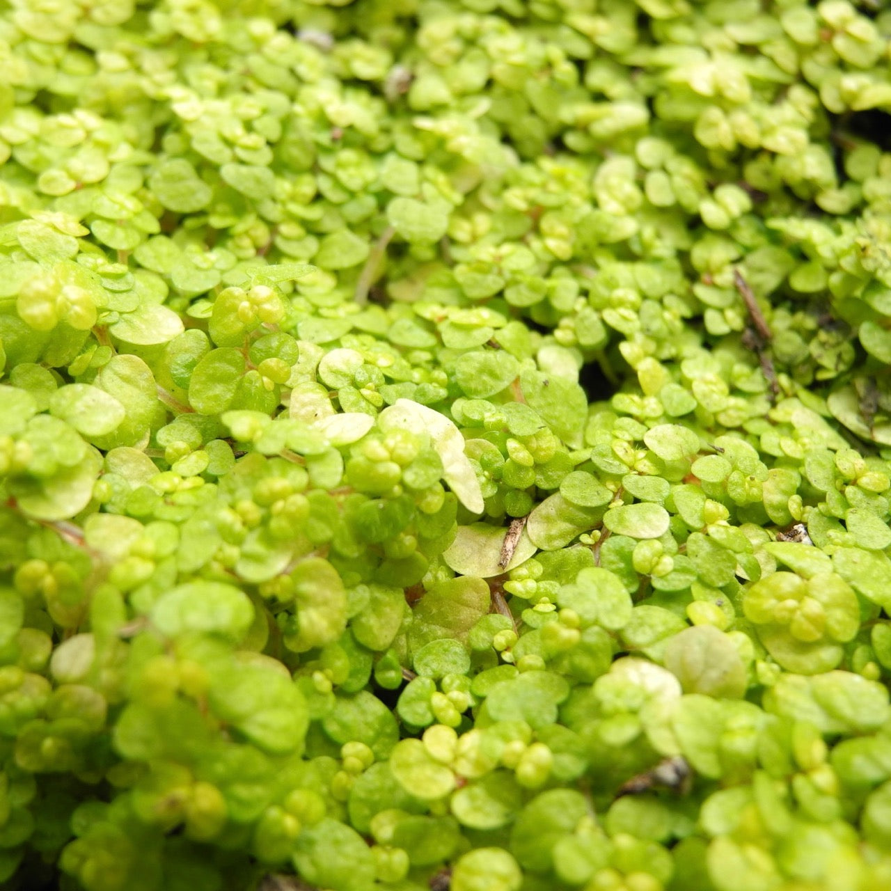 Golden Baby Tears - Angel Tears - Soleirolia soleirolii 'Aurea'