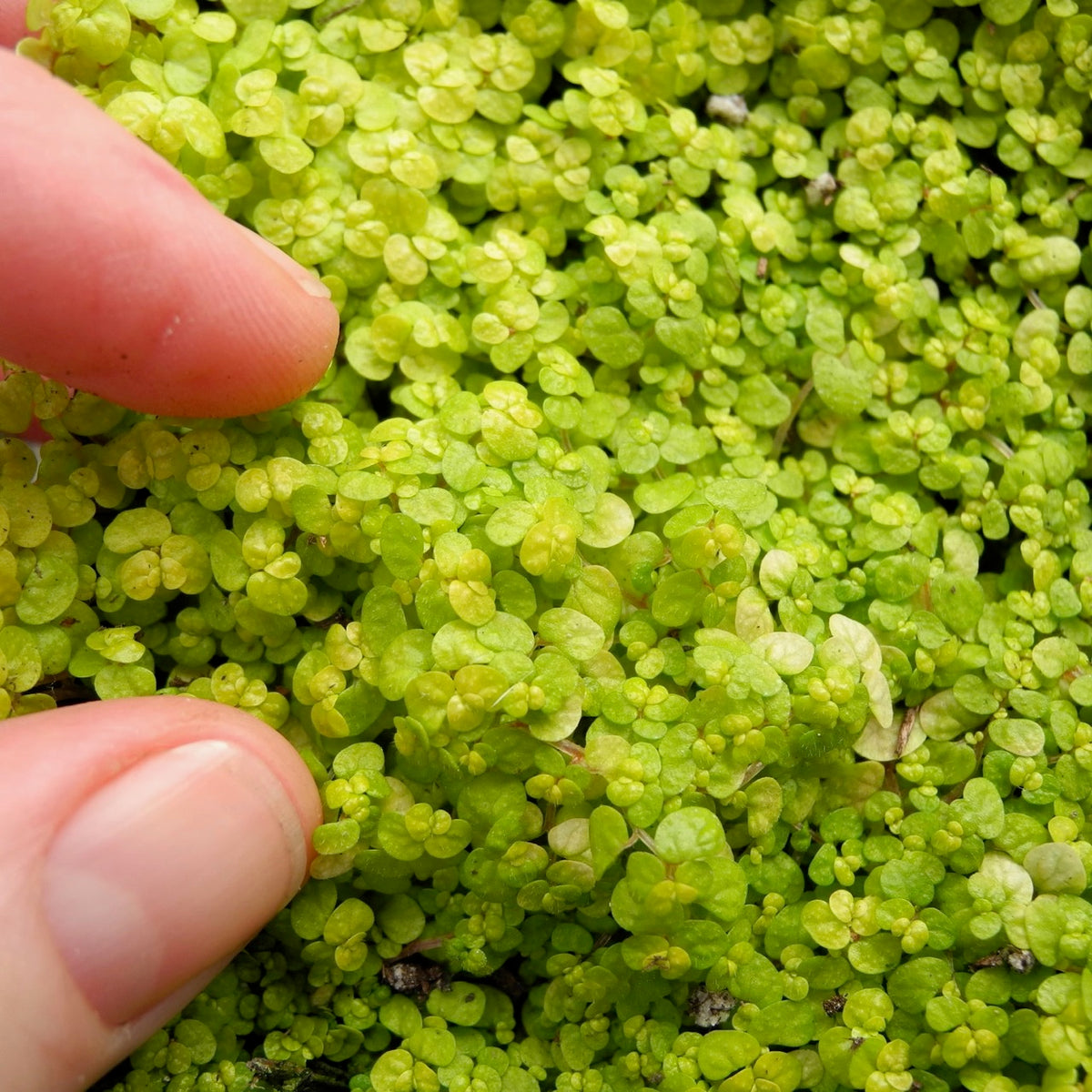 Golden Baby Tears - Angel Tears - Soleirolia soleirolii 'Aurea'