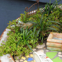 Green Carpet - Herniaria glabra