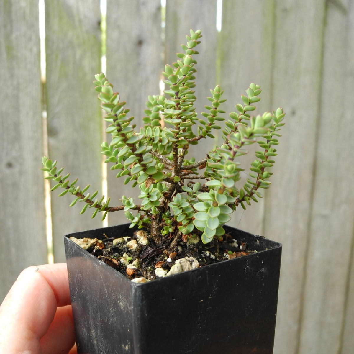 Miniature Hebe - Hebe buchananii