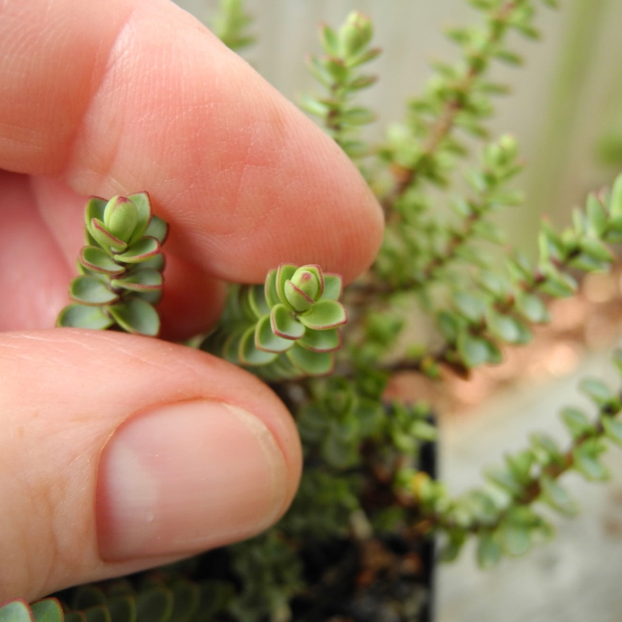 Miniature Hebe - Hebe buchananii