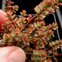 Miniature Hebe - Hebe buchananii