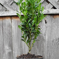 Sky Pencil Japanese Holly - Ilex crenata 'Sky Pencil'