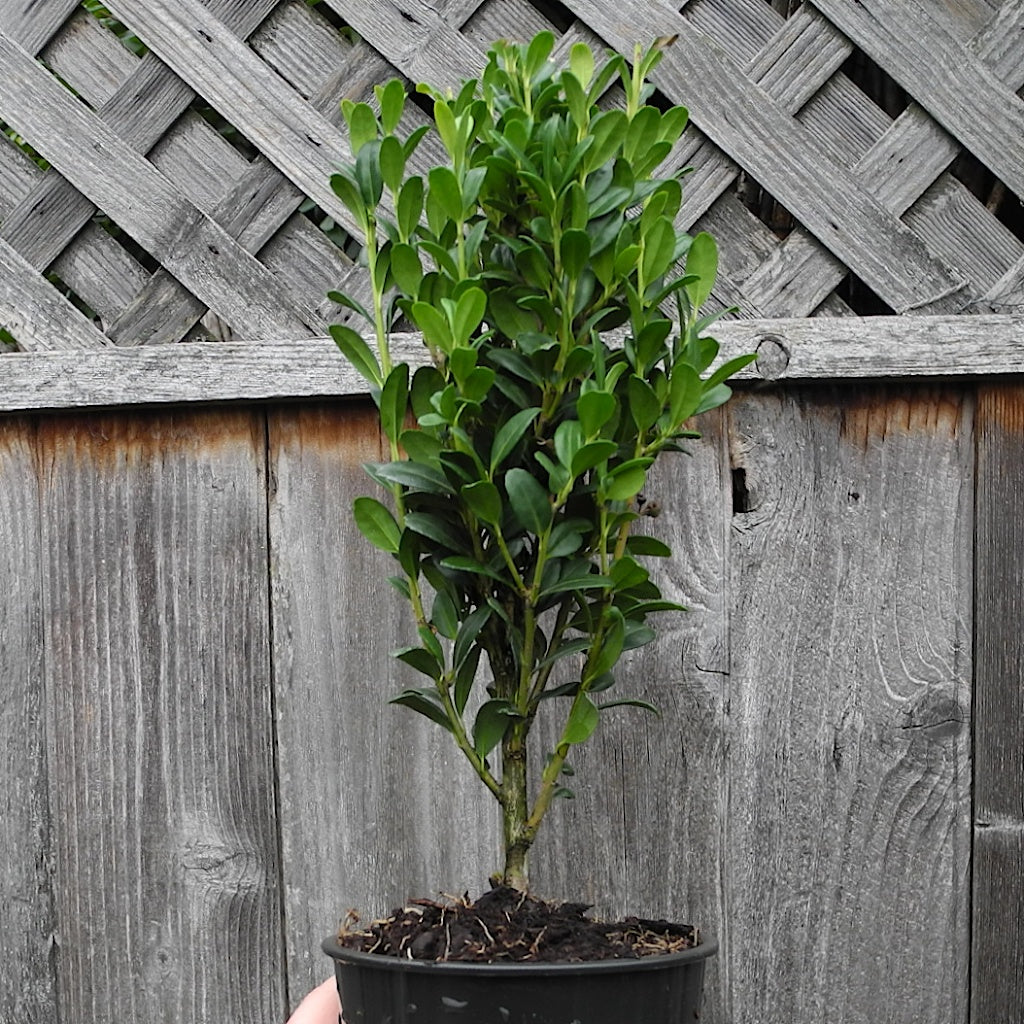 Sky Pencil Japanese Holly - Ilex crenata 'Sky Pencil'