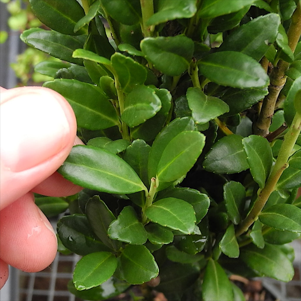 Sky Pencil Japanese Holly - Ilex crenata 'Sky Pencil'
