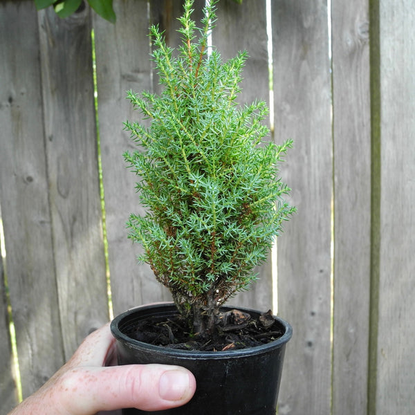 Miniature Juniper - Juniperus communis 'Miniature'