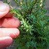 Miniature Juniper - Juniperus communis 'Miniature'