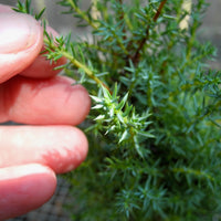 Miniature Juniper - Juniperus communis 'Miniature'