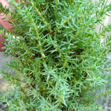 Miniature Juniper - Juniperus communis 'Miniature'