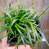 Dwarf Mondo Grass - Ophiopogon japonicus 'Nana'