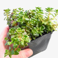 Oregon Stonecrop Sedum - Sedum oreganum