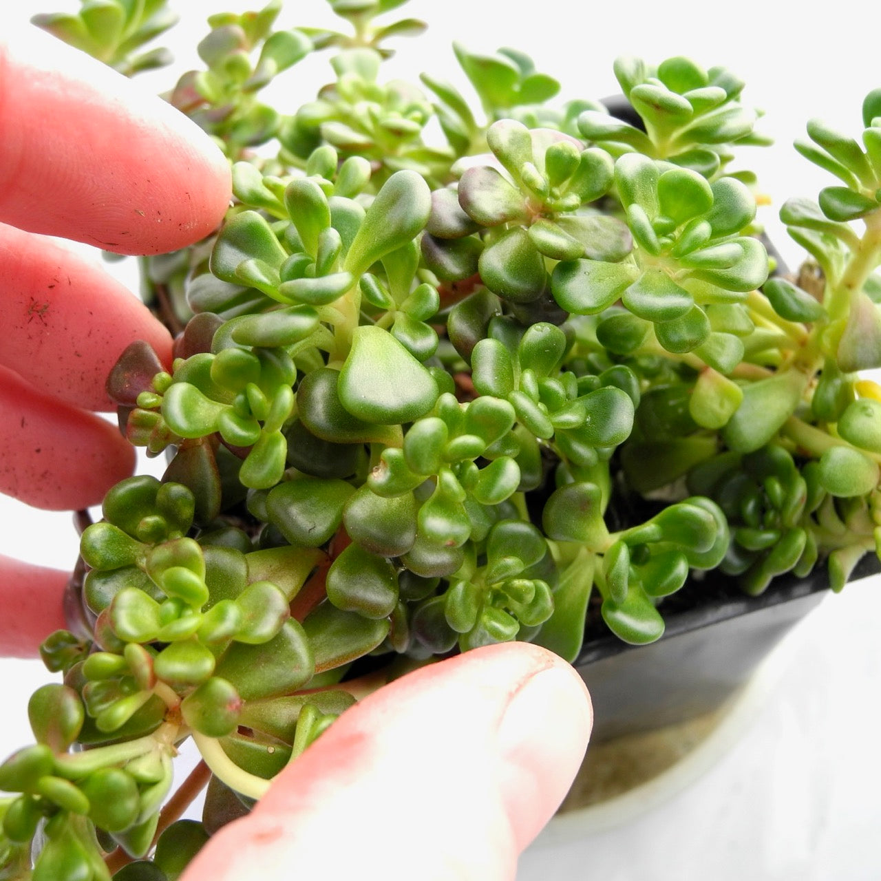 Oregon Stonecrop Sedum - Sedum oreganum