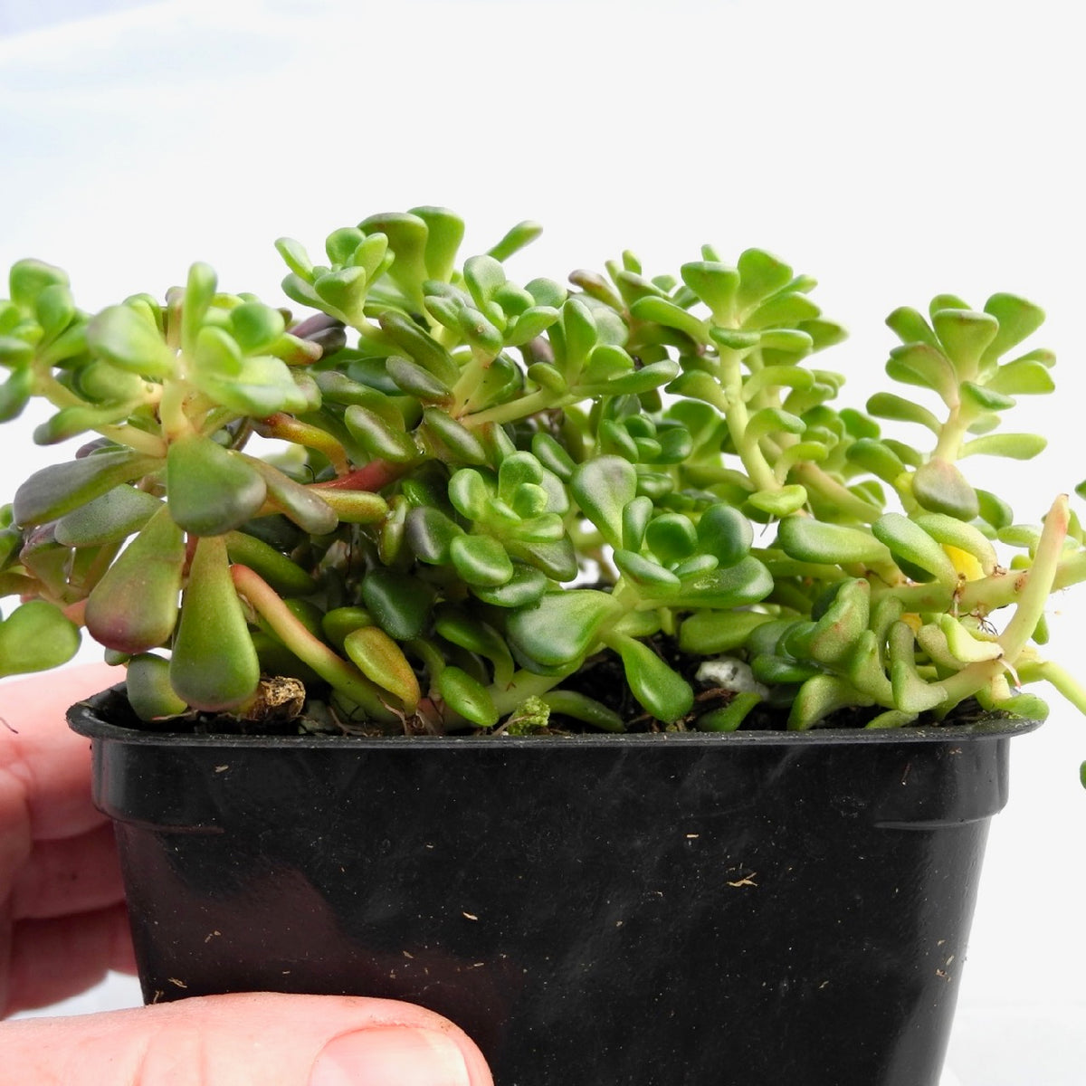 Oregon Stonecrop Sedum - Sedum oreganum