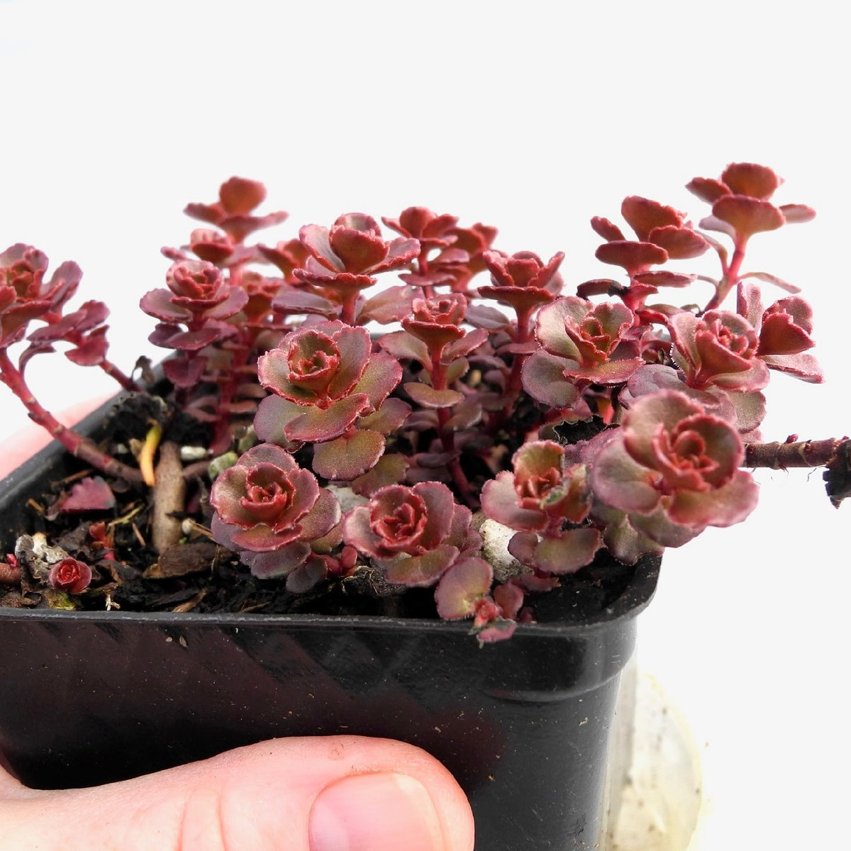 Red Carpet Sedum - Sedum spurium 'Red Carpet'