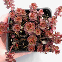 Red Carpet Sedum - Sedum spurium 'Red Carpet'
