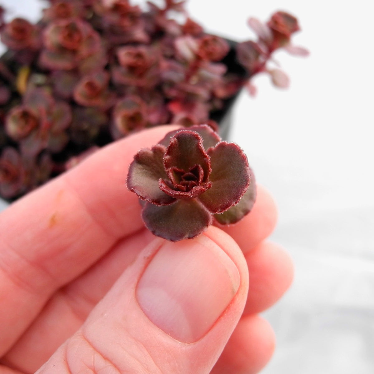 Red Carpet Sedum - Sedum spurium 'Red Carpet'